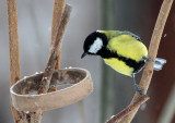 Kohlmeise / Great Tit