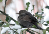 Amsel / Blackbird