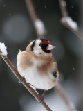 Distelfink / Goldfinch