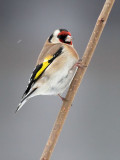 Distelfink / Goldfinch