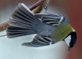 Kohlmeise / Great Tit