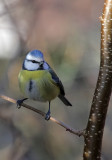 Blaumeise / Blue Tit