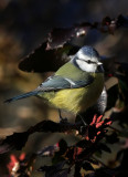 Blaumeise / Blue Tit