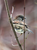 Haussperling / House Sparrow