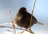Amsel / Blackbird
