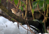 Haussperling / House Sparrow