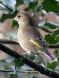 Grnfink / Greenfinch