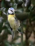 Blaumeise / Blue Tit