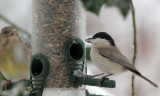 Grnfink / Greenfinch and Sumpfmeise / Chickadee