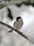 Sumpfmeise / Black-capped chickadee