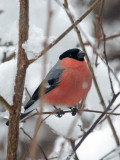 Gimpel / (Eurasian) bullfinch 