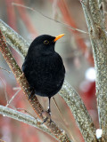 Amsel / Blackbird