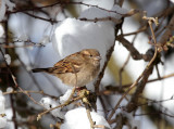 Haussperling / House Sparrow