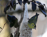 Erlenzeisig / (Eurasian) Siskin 