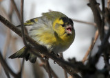 Erlenzeisig / (Eurasian) Siskin