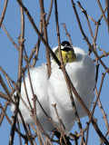 Kohlmeise / Great Tit