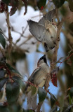 Haussperlinge / House Sparrows