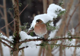 Buchfink / Chaffinch