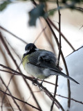 Kohlmeise / Great Tit