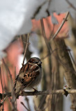 Haussperling / House Sparrow