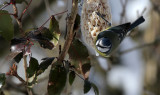 Blaumeise / Blue Tit