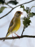 Grnfink / Greenfinch