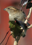 Haussperling / House Sparrow