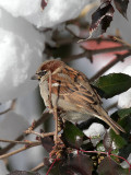 Haussperling / Sparrow