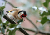 Distelfink / Goldfinch