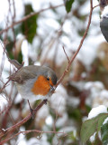 Rotkehlchen / Robin