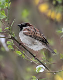 Haussperling / Sparrow