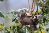 Haussperlinge / Sparrows