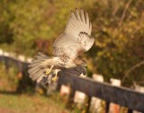 red-tailed hawk DSC_3994.jpg