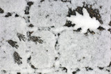 Snow, squirrel tracks and oak leaf.