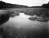 Tidal Creek - Rising