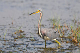 Brazoria NWR 10-13-12 1331.JPG