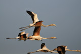 Quarayyat Waste Site Oman 12-12-12 2763.JPG