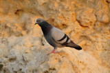 Qurum National Park Muscat Oman 12-5-12 0621.JPG