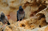 Qurum National Park Muscat Oman 12-5-12 0631.JPG