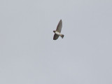 Stensvala - American Cliff Swallow (Petrochelidon pyrrhonota)