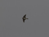 Stensvala - American Cliff Swallow (Petrochelidon pyrrhonota)