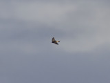Stensvala - American Cliff Swallow (Petrochelidon pyrrhonota)