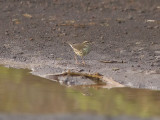 Nordlig piplärksångare - Northern Waterthrush (Parkesia noveboracensis)