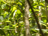 Magnoliaskogsngare - Magnolia Warbler (Setophaga magnolia)