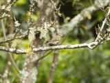 Indigosparv - Indigo Bunting (Passerina cyanea)