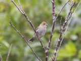 Indigosparv - Indigo Bunting (Passerina cyanea)