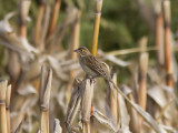 Dickcissel - Dickcissel (Spiza americana)