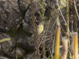 Dickcissel - Dickcissel (Spiza americana)