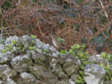 Lincolnsparv - Lincolns Sparrow (Melospiza lincolnii)