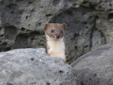 Småvessla - Least Weasel (Mustela nivalis)